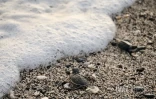 Bébés tortues