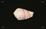 Coquillages