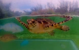 Kélonia jeune tortue Woody imbriquée relâchée L'Etang-Salé