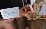 Territoire de l’ouest : 200 plantes pour une ville plus verte 
