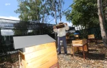 Apiculture