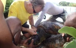 Opération vétérinaire pour les tortues de Kélonia