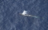 Un rorqual commun observé au large de La Réunion