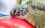 Une nouvelle collision entre une tortue et un bateau