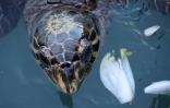 Tortues Kélonia 