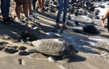 La tortue olivâtre Nesta a été relâchée dans la mer