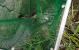 Sécheresse : le Sud Sauvage totalement à sec, poissons et crustacés en danger