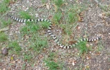 serpent