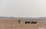 Maroc : l'équipe de La Réunion s'offre une nouvelle victoire sur le Rallye Aïcha des Gazelles