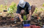 Département : 700 000 plants déjà mis en terre 