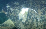 L'une des deux seules tortues qui pondent à La Réunion risque de mourrir