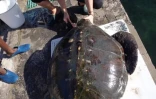 Kélonia : la tortue Evelyne remise en liberté