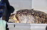 L'Hermitage : après quatre mois de convalescence, la tortue Epoi retrouve l'océan [?]