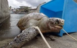 Tortue morte