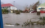 Irma