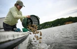 Une bénévole lance des huîtres à l'eau près d'un récif sanctuaire, dans la baie de Chesapeaike, près d'Annapolis, le 20 mai 2025 dans le Maryland