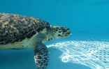 Kélonia - La tortue Bellavista a rejoint l'océan
