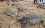 Tortues sauvées du braconnage à Madagascar