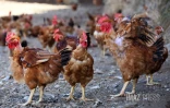 ferme de poulet bio péi 