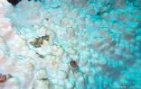  blanchissement du corail