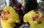 Opération vétérinaire pour les tortues de Kélonia