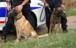 chiens policiers
