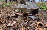 Tortue sans tête 