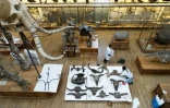 Déménagement de spécimens avant des travaux au sein de la Galerie de Paléontologie et d'Anatomie comparée du Muséum national d'Histoire naturelle, le 3 février 2026 à Paris 
