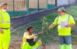 Saint-Paul : la ville veut lutter contre le tulipier du Gabon 