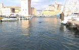 Baleine dans le Port de Marseille