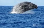 Baleine au large de la baie de Saint-Paul