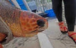 Kélonia : la tortue Davina a retrouvé l'océan