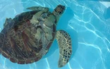 tortue blessée Kélonia