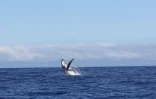 Sauts de baleines photographiés par Globice