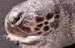 Tortue marine percutée par un bateau