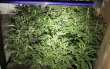 Traffic de stupéfiants : il cultivait du cannabis depuis près de dix ans, 471 pieds de cannabis découverts à Saint-joseph