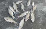 Filet retiré de l\'eau
