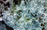  blanchissement du corail