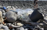 Sainte-Marie : plus d'une cinquantaine de bénévoles mobilisés pour nettoyer le littoral