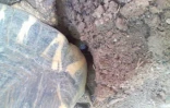 Oeufs pondus par une tortue radiata à Pâques