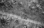 grand raid 2015