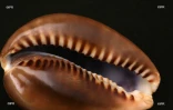 Coquillages