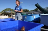 Tortues Kélonia 