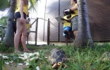 Opération vétérinaire pour les tortues de Kélonia