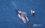 baleines septembre 2023