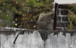 Ils tentent de capturer un singe, au Port
