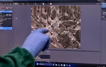 Vue microscopique de neurones cultivés en laboratoire dans les locaux de l'entreprise australienne Cortical Labs à Melbourne, le 5 mai 2026