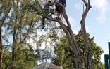 Casabona : des militants perchés dans les arbres, la police tente de les déloger 