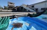 Tortues Kélonia