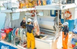 Le Port : Agnès Pannier-Runacher clôt sa visite par un échange avec les acteurs de la filière pêche